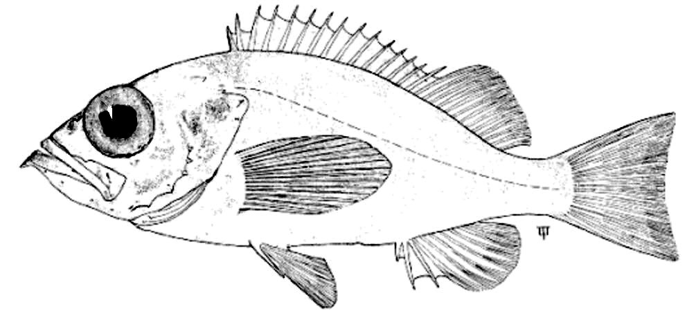 Sebastes mentella_01.jpg